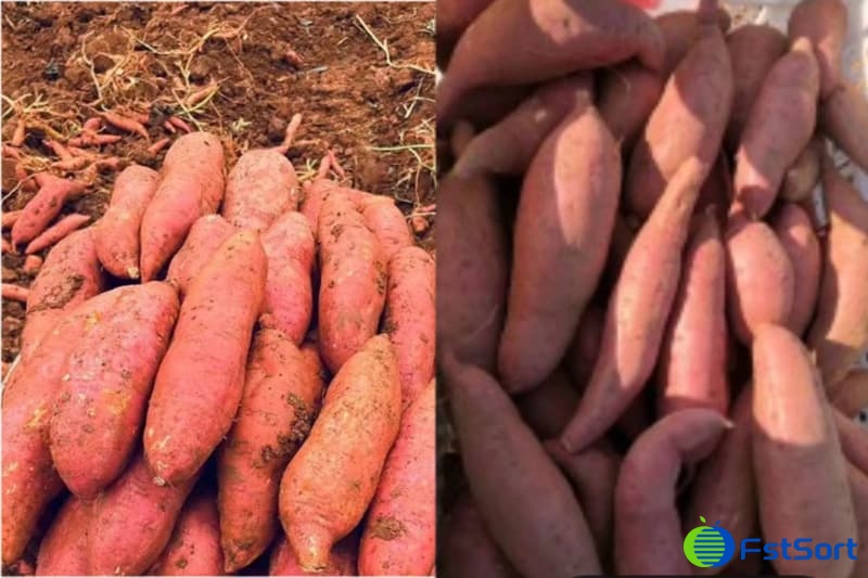 images/1753348277242Sweet potato grader.jpg